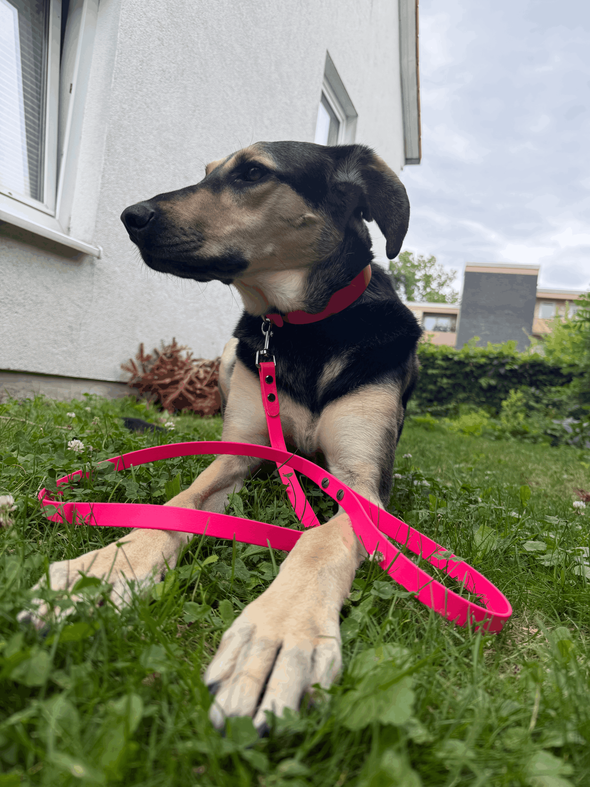 Biothane Leine + Halsband – Bild 2