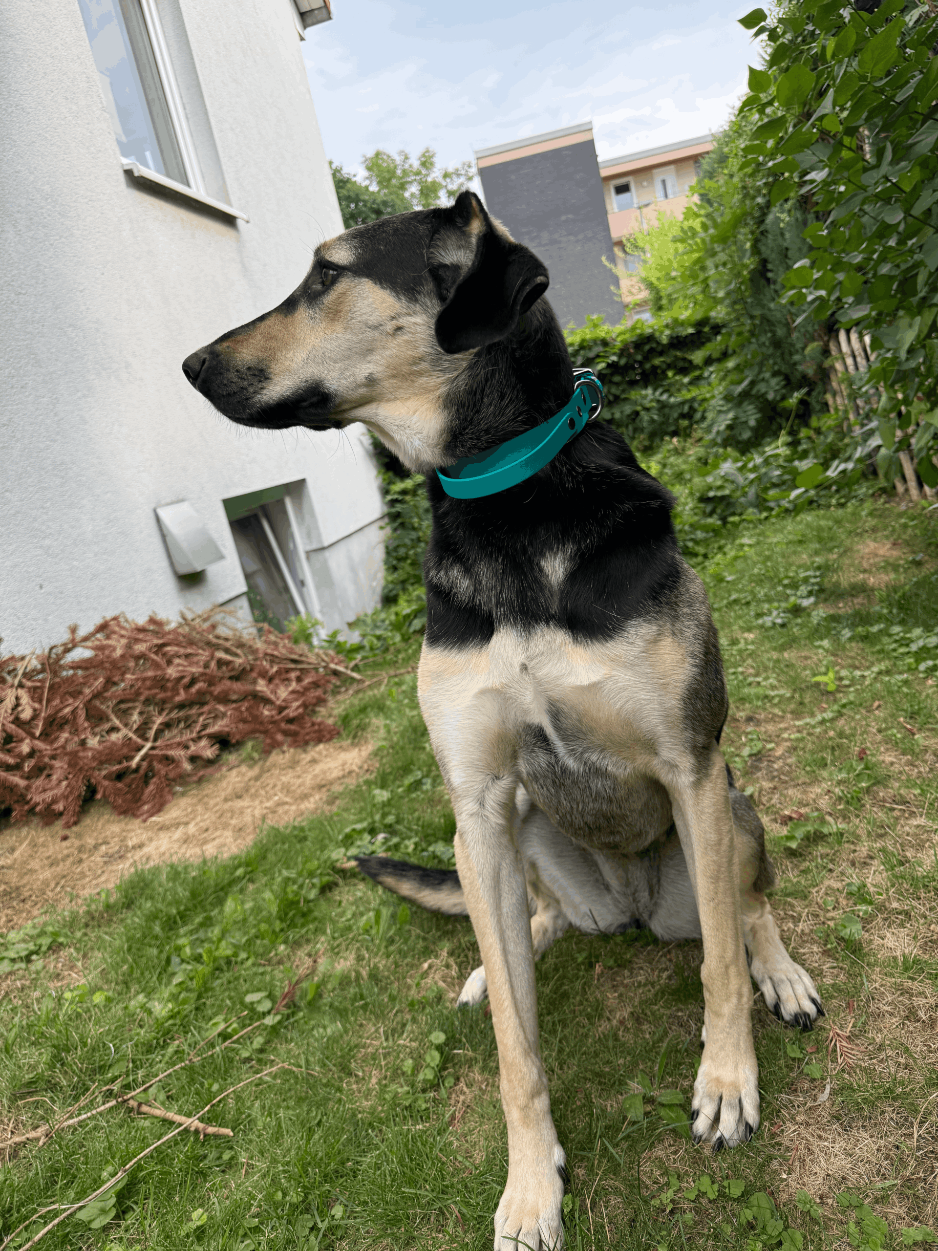 Taktisches Biothane Halsband – Bild 2